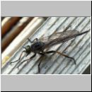 Neoitamus cyanurus - Raubfliege w06.jpg